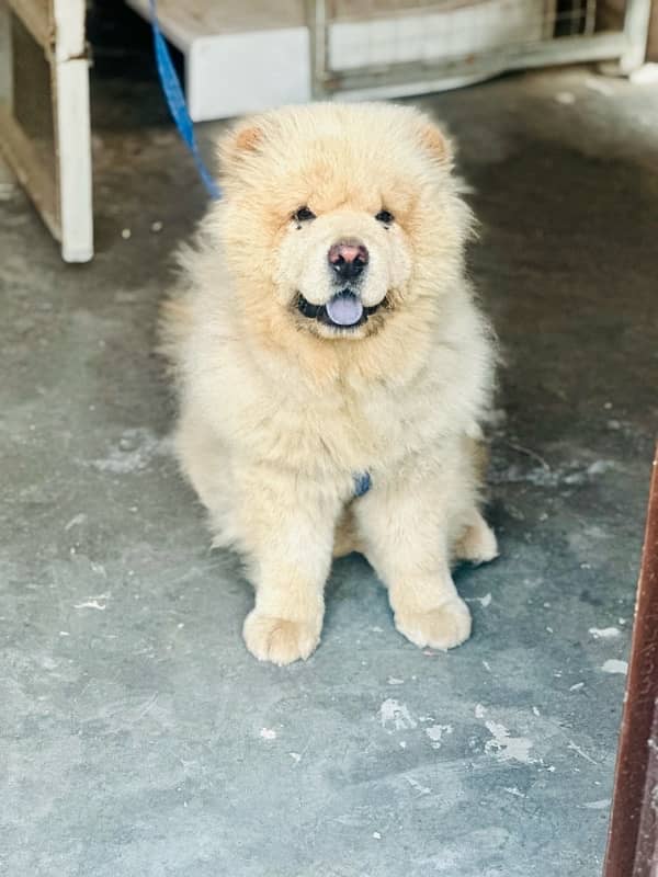 Urgent sale chow chow family dog and fully active 2