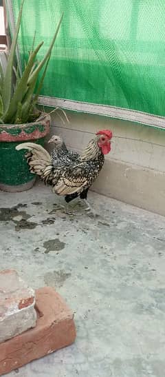 Silver Sebright Bantam Fancy Pair