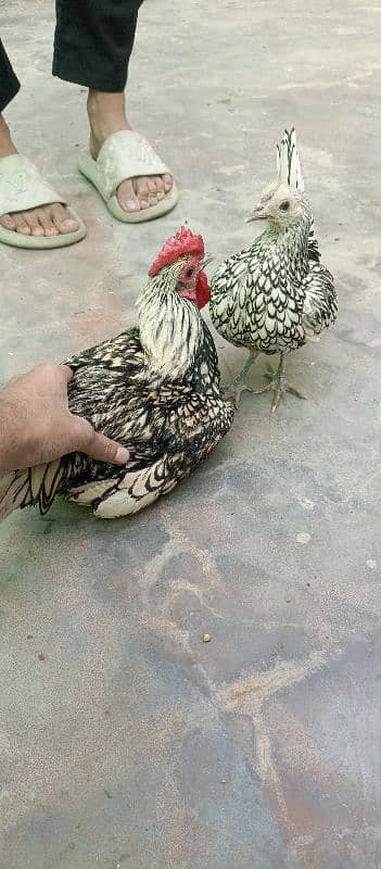 Silver Sebright Bantam Fancy Pair 1