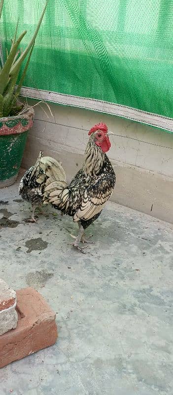 Silver Sebright Bantam Fancy Pair 2