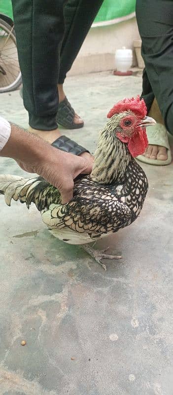 Silver Sebright Bantam Fancy Pair 3