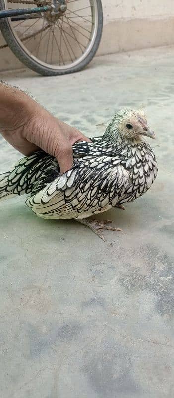 Silver Sebright Bantam Fancy Pair 4