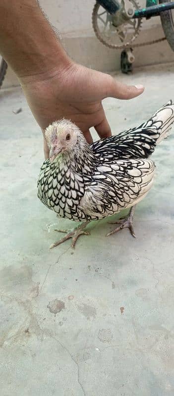 Silver Sebright Bantam Fancy Pair 5