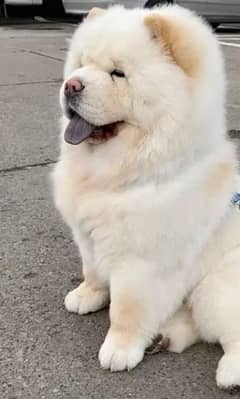 Urgent sale chow chow family dog and fully active