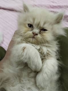 Persian kitten,punch face kitten,pair, female kitten,male kitten,