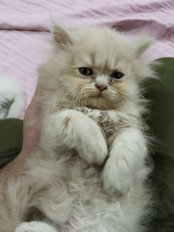 Persian kitten,punch face kitten,pair, female kitten,male kitten, 2