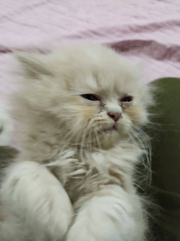 Persian kitten,punch face kitten,pair, female kitten,male kitten, 4