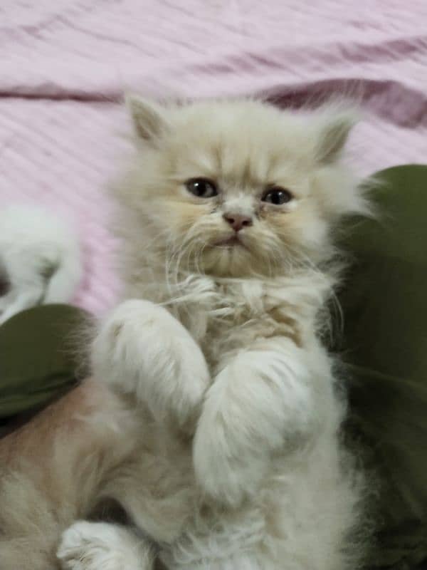 Persian kitten,punch face kitten,pair, female kitten,male kitten, 5