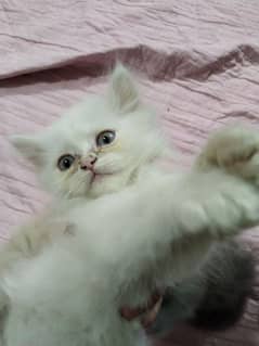 Persian kitten,punch face kitten,pair, female ,male,white kitten,cat