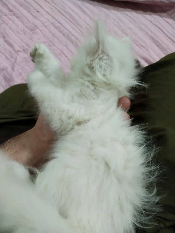 Persian kitten,punch face kitten,pair, female kitten,male kitten, 8