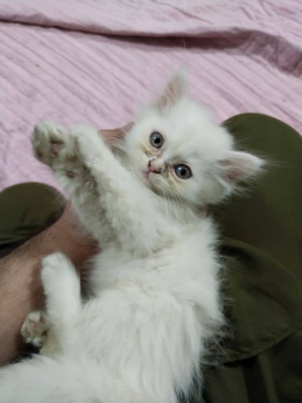 Persian kitten,punch face kitten,pair, female kitten,male kitten, 9