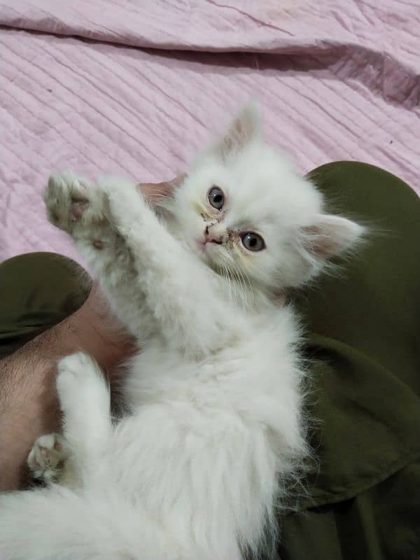 Persian kitten,punch face kitten,pair, female kitten,male kitten, 10