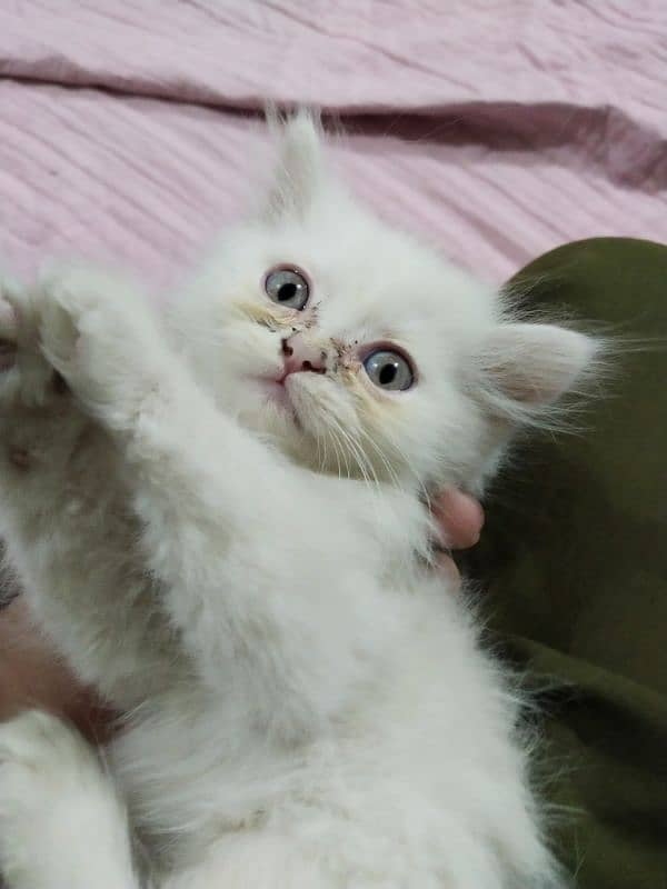 Persian kitten,punch face kitten,pair, female kitten,male kitten, 11