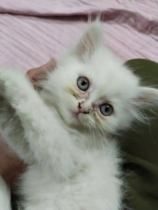 Persian kitten,punch face kitten,pair, female kitten,male kitten, 12