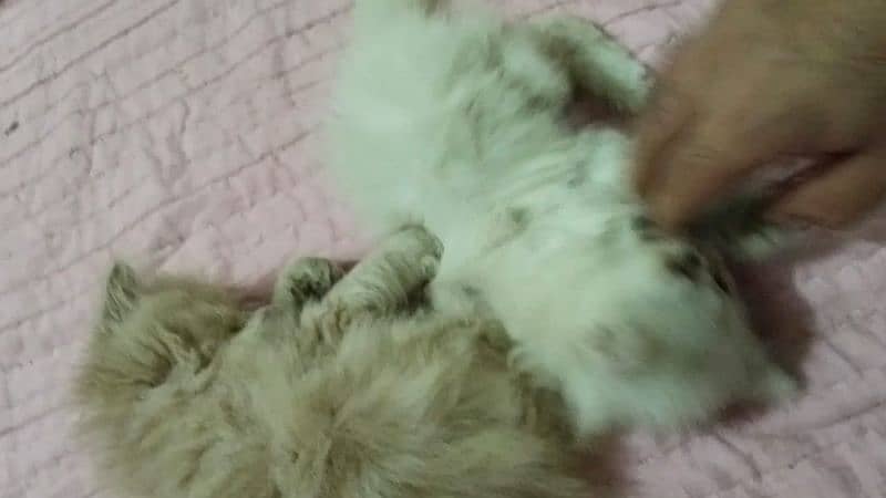 Persian kitten,punch face kitten,pair, female kitten,male kitten, 13