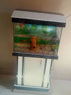 fish aquarium