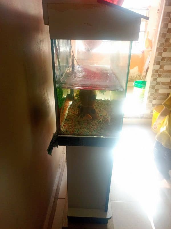 fish aquarium 2