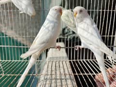 Best Quality Red Eye Parrot Budgie only Four Males