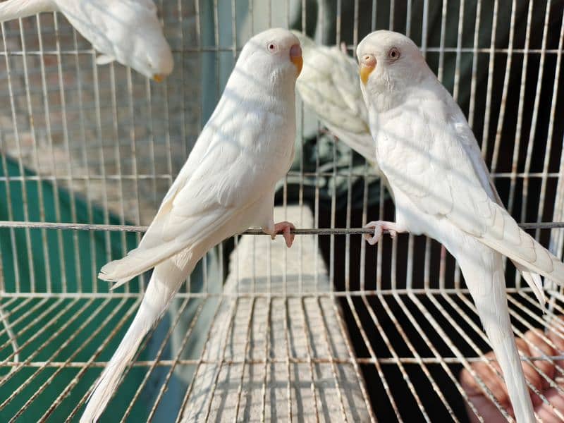 Best Quality Red Eye Parrot Budgie only Four Males 0