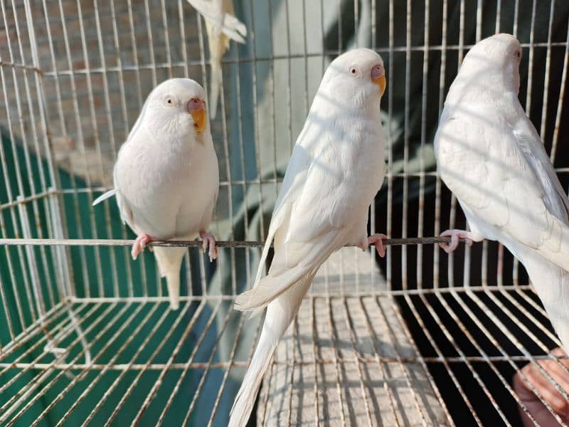 Best Quality Red Eye Parrot Budgie only Four Males 1