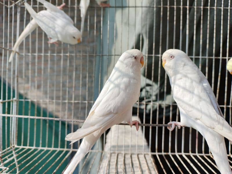 Best Quality Red Eye Parrot Budgie only Four Males 2