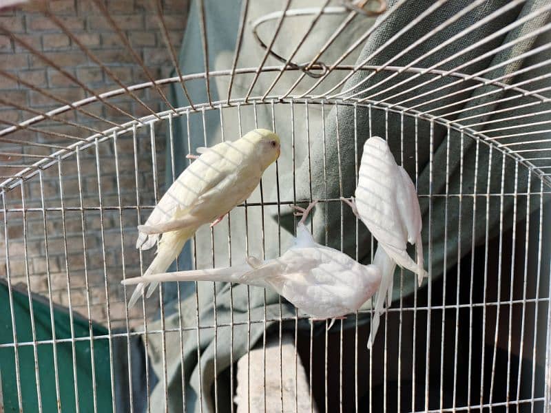 Best Quality Red Eye Parrot Budgie only Four Males 3