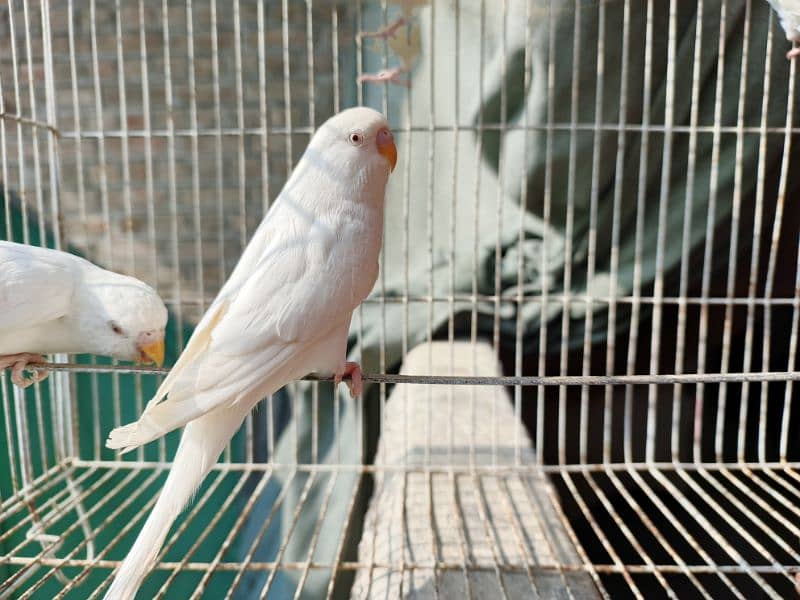 Best Quality Red Eye Parrot Budgie only Four Males 4