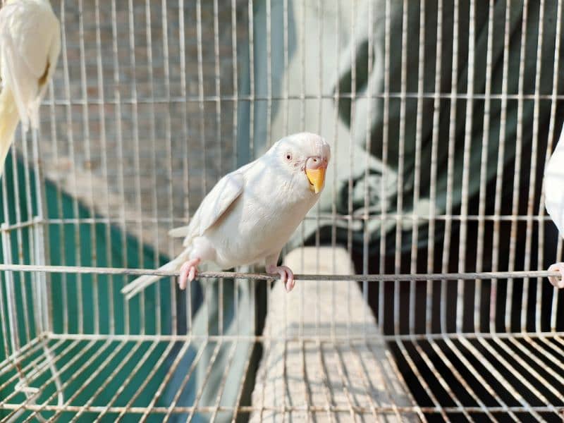 Best Quality Red Eye Parrot Budgie only Four Males 5