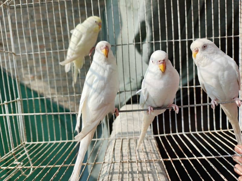 Best Quality Red Eye Parrot Budgie only Four Males 6