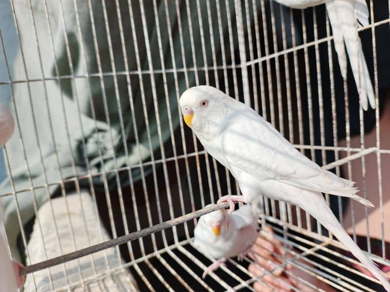 Best Quality Red Eye Parrot Budgie only Four Males 8