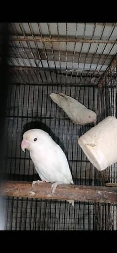 Albino Love Birds pair