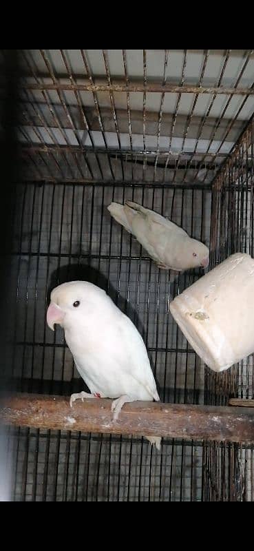 Albino Love Birds pair 0