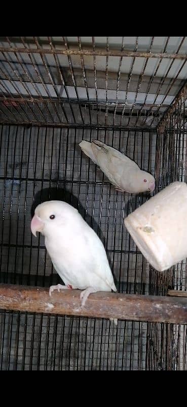 Albino Love Birds pair 1