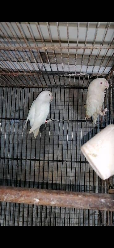 Albino Love Birds pair 2