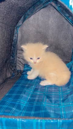 kittens for sale