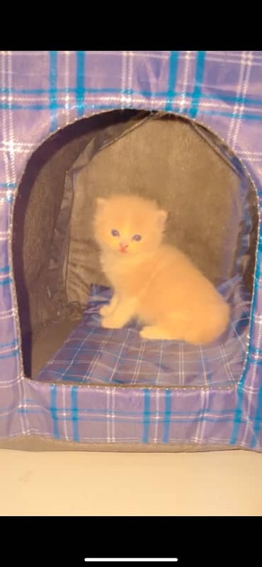 kittens for sale 1