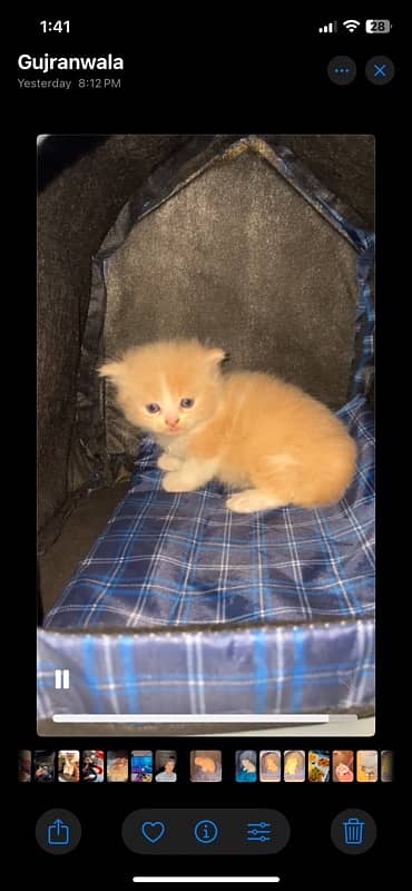 kittens for sale 3