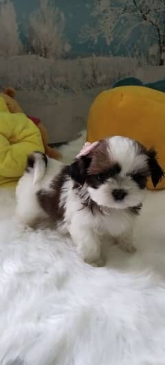 Shihtzu