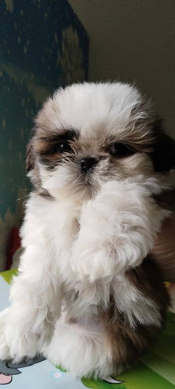 Shihtzu pup available 1