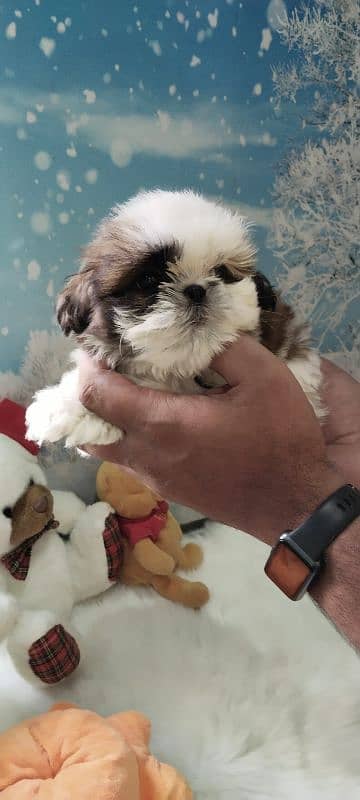 Shihtzu pup available 2