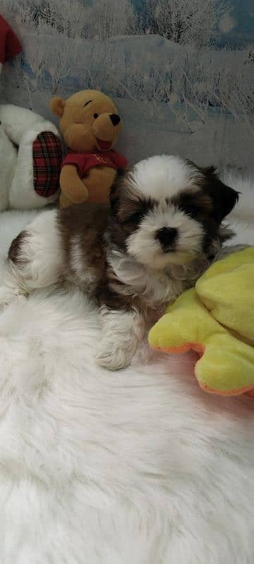 Shihtzu pup available 3