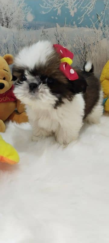 Shihtzu pup available 4