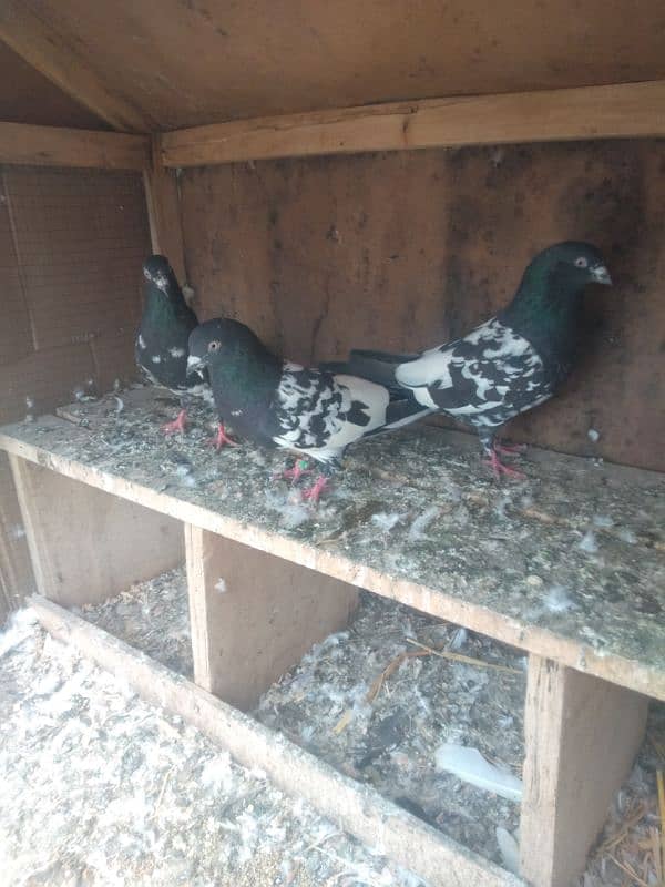 Rampuri breedar pigeon 0