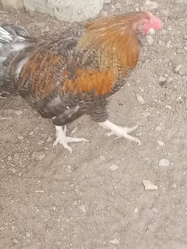 Blue Bantam . . male . female  4500 0