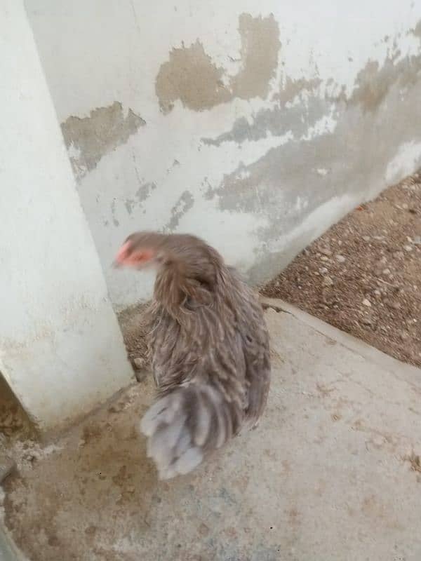 Blue Bantam . . male . female  4500 1