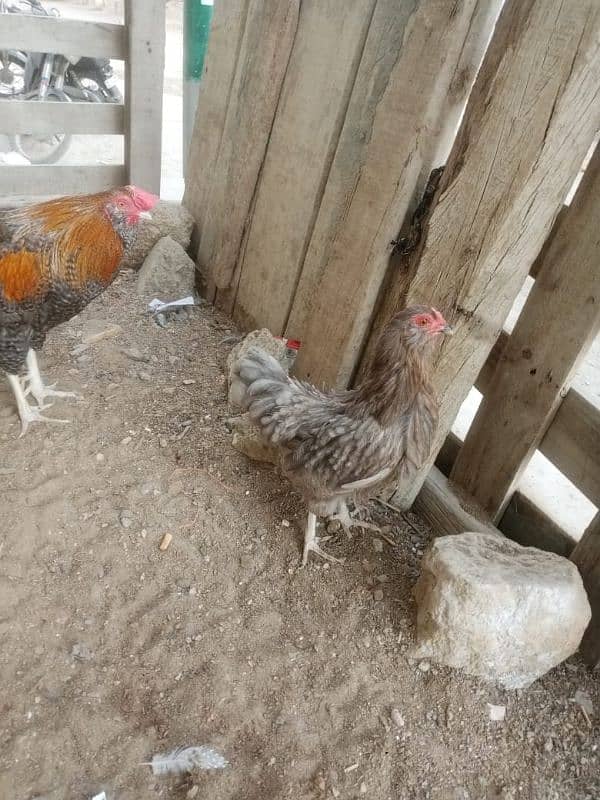 Blue Bantam . . male . female  4500 2