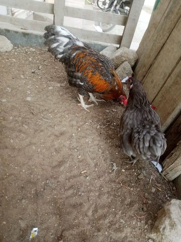 Blue Bantam . . male . female  4500 3