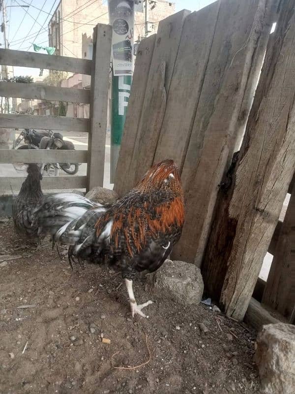 Blue Bantam . . male . female  4500 4