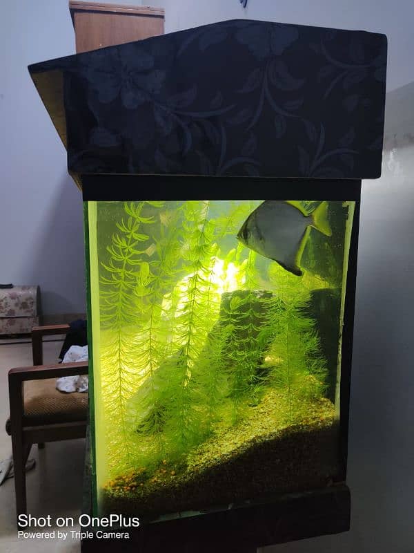 Aquarium 3ft condition 9.5/10 Urgent sale 2