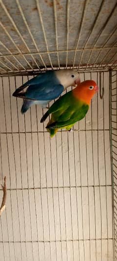 love birds/ blue OPLINE x green OPLINE: 3000 03128535877